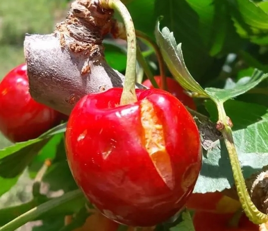 Río Negro: la tormenta dejó pérdidas masivas a la fruta en los Valles