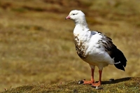 El Senasa confirmó cinco nuevos casos positivos de influenza aviar