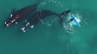 Chubut: Una ballena golpeó a una persona en tabla de stand up paddle