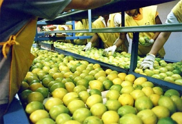 La Asociación Tucumana del Citrus dijo que, las nuevas medidas económicas &quot;benefician a las economías regionales&quot;