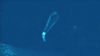 Rusia prueba el complejo submarino Poseidón