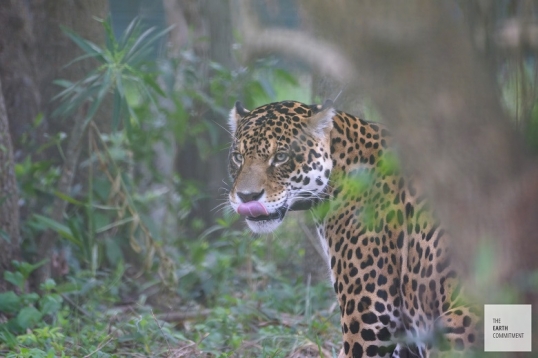 Corrientes: Isla San Alonso - El yaguareté como protagonista principal