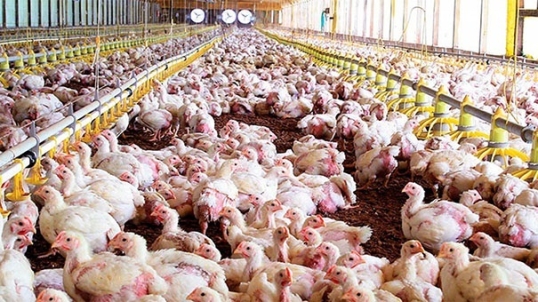 Confirman nuevos casos de influenza aviar altamente patógena