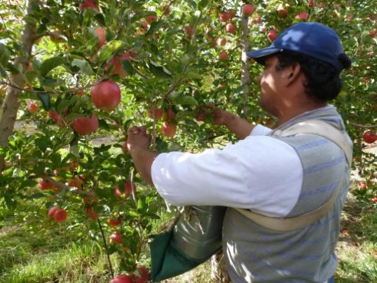 Río Negro-Neuquén: Trabajadores rurales tendrán un aumento del 31,6% para la cosecha