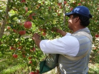Río Negro-Neuquén: Trabajadores rurales tendrán un aumento del 31,6% para la cosecha