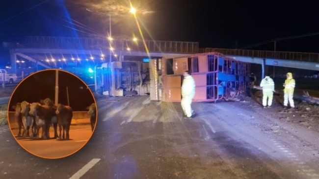 Volcó un camión con ganado en la circunvalación de Rosario, hay cinco detenidos por faenado