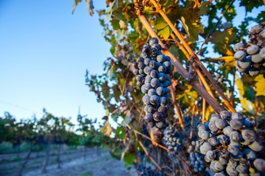 Cocina Abierta presenta Edición Semana del Malbec