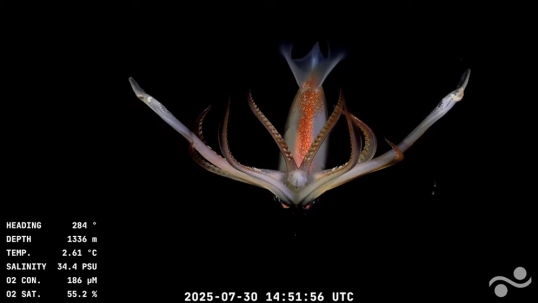 Confirman dos nuevas expediciones para explorar el mar profundo