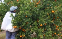 Los bajos precios del citrus y la caída en la demanda, ponen en riesgo miles de puestos de trabajo