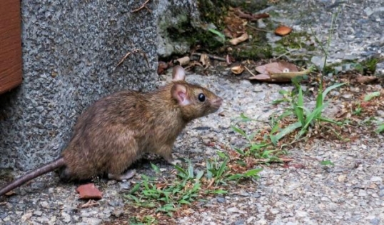 Nuevos casos de hantavirus en el país