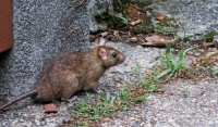Nuevos casos de hantavirus en el país