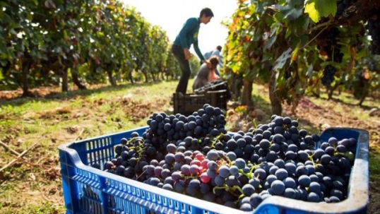 El Gobierno reestructuró el marco regulatorio del Instituto Nacional de Vitivinicultura