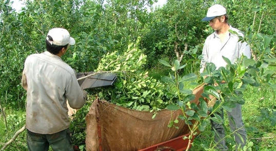 Misiones: Piden la renuncia del presidente Instituto Nacional de la Yerba Mate