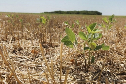 Emergencia agropecuaria en La Pampa: Grave problema causa la sequía en la provincia