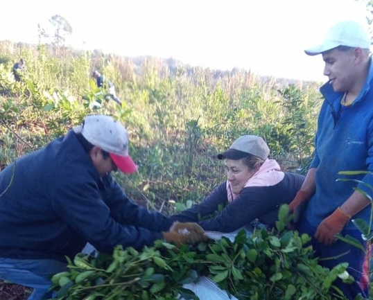 Productora de yerba misionera arremetió contra LLA: “Son gente destructiva y no conocen la chacra”