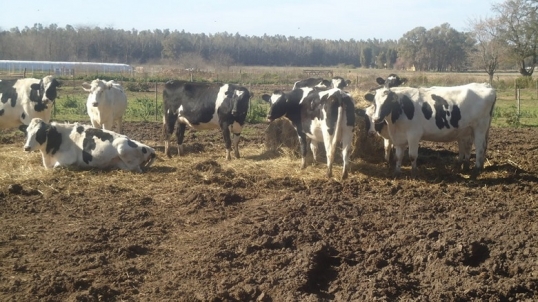 En un año cerraron 49 tambos en la provincia de Entre Ríos