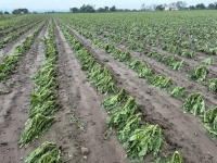 La bronca de un productor de tabaco perdió todo en un temporal y ahora se siente abandonado