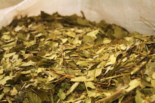 Cayó la venta de yerba en el mercado interno, pero crecieron las exportaciones