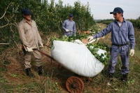 Misiones: Productores yerbateros denuncian “precios de miseria”