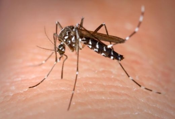 La ONU establece un fondo para financiar lucha contra el zika
