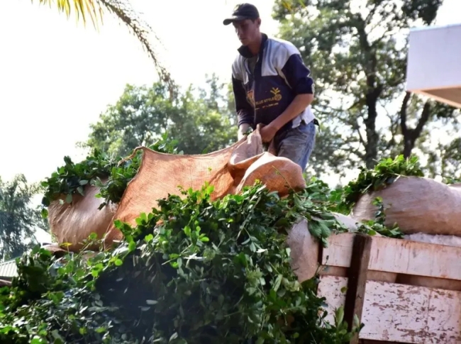 Misiones: India habilitó la importación comercial de yerba mate argentina