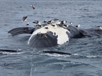Chubut: Hasta el momento son 13 las ballenas encontradas muertas