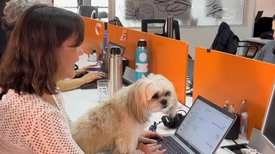 Una empresa permite a sus empleados llevar mascotas a la oficina