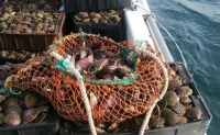Chubut: Declararon veda por Marea Roja en el Golfo Nuevo
