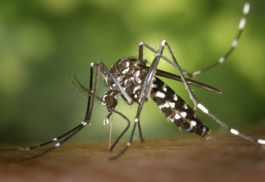 Salud refuerza las acciones para el control del brote de chikungunya