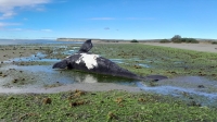 Chubut: Mueren 18 ballenas por una toxina en Pirámides