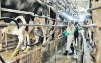 Sector lácteo: Industriales piden una corrección a la baja del precio de la leche