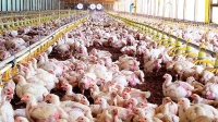 Gripe aviar: detectan nuevos casos en Río Negro y Córdoba