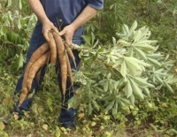 La cosecha de mandioca en Misiones alcanzó un récord de 100 millones de kilos