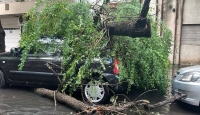 Rosario: El temporal en la madrugada deja varios árboles caídos y calles anegadas