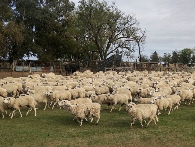 El Gobierno Nacional eliminó fondos destinados a la actividad ovina y caprina