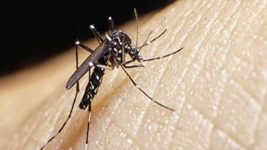 Detectan el primer caso de dengue autóctono en la ciudad de Buenos Aires