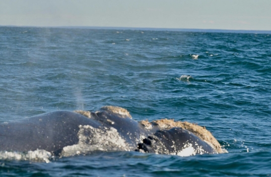 Chubut: Comenzó en Puerto Pirámides una nueva temporada de ballenas